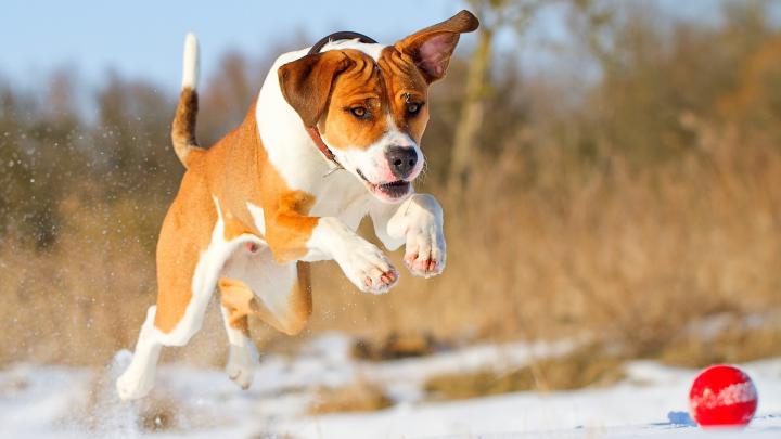 Pitbull Dogs Wallpapers (45+ images)