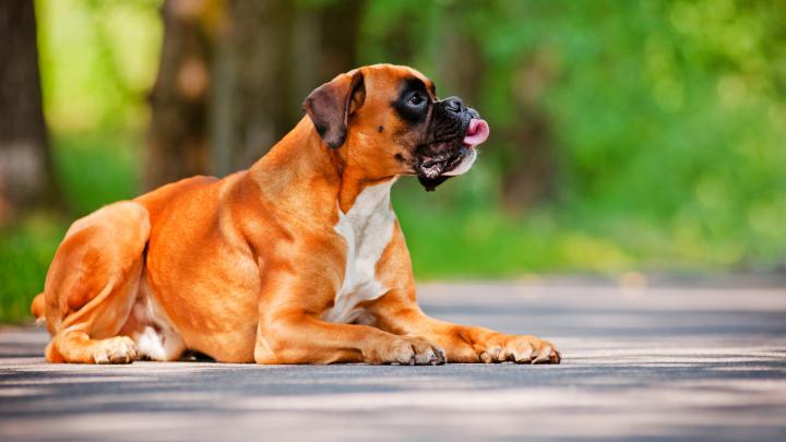 Boxer Dog Wallpaper \u00b7\u2460 