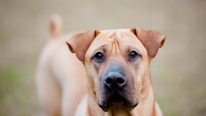 Cute Dog Wallpaper for Desktop 1920x1080 Full HD