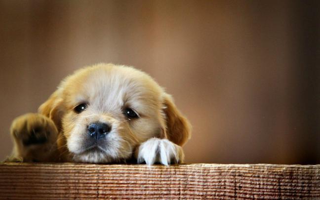 Dogs Desktop Wallpapers - Top Free Dogs Desktop Backgrounds 