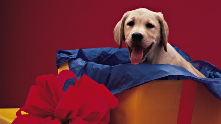dogs 1920x1080 wallpaper High Quality Wallpapers,High Definition Wallpapers