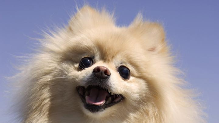 [47+] Baby Dog Wallpapers 
