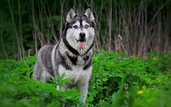 Husky Dog Wallpaper (79+ pictures)