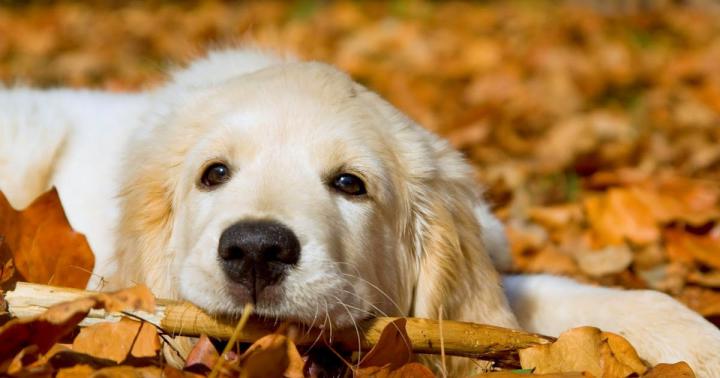 Full Hd Dog Wallpaper For Laptop - Download wallpaper 1920x1080 dog 