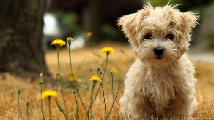 Happy Dog wallpaper | 1920x1080 | #58589