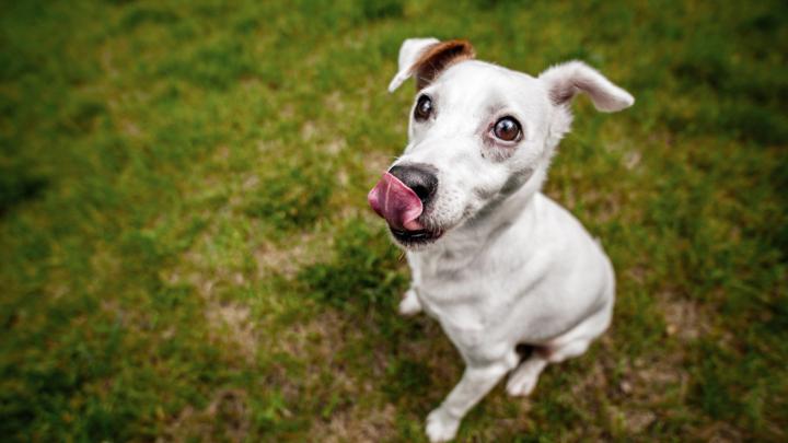 Cute Dog Wallpaper for 1920x1080