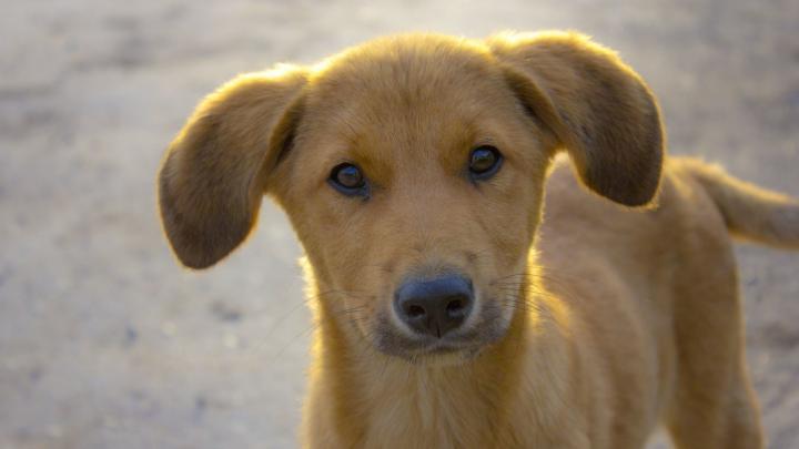 1920x1080 px animal cute dog dogs Friendly puppy High Quality 