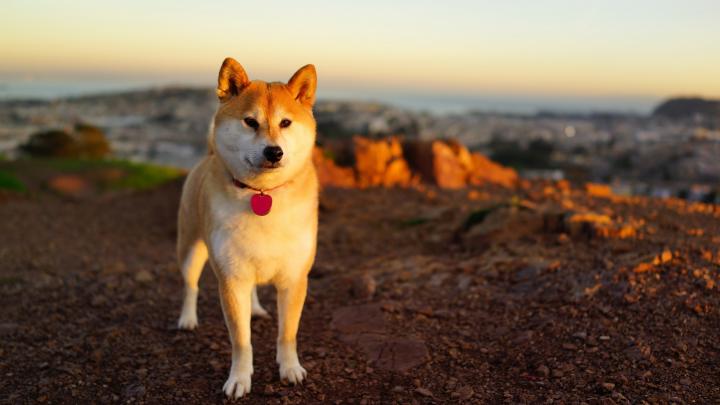 [43+] Dog HD Wallpapers 1920x1080 