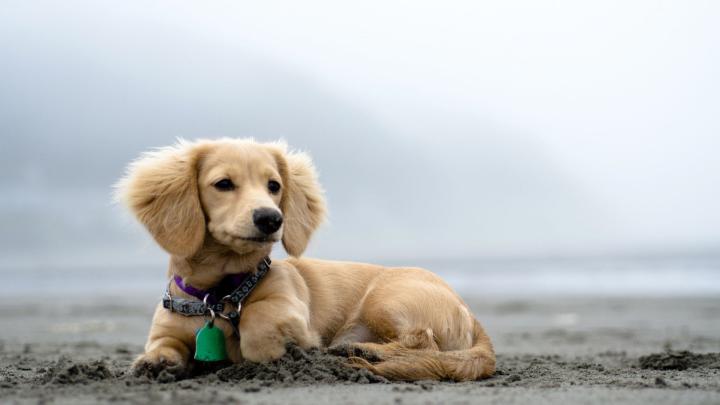 1920X1080 HD Dog Wallpapers - Top Free 1920X1080 HD Dog Backgrounds 