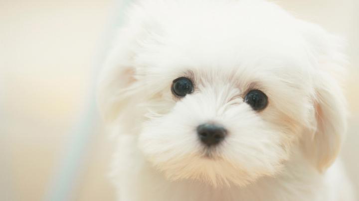 Dog HD Wallpapers 1920x1080 -