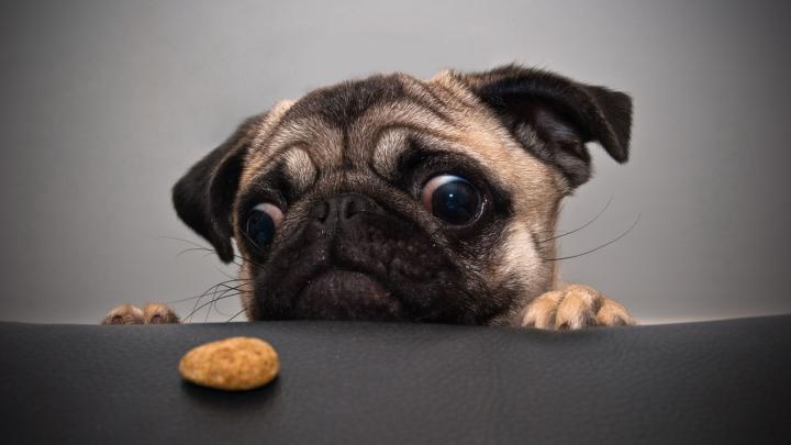 1920X1080 HD Dog Wallpapers - Top Free 1920X1080 HD Dog Backgrounds 