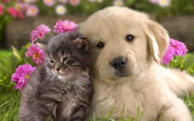 Dog Wallpaper 1920x1080 #14390 Wallpaper | WallDiskPaper