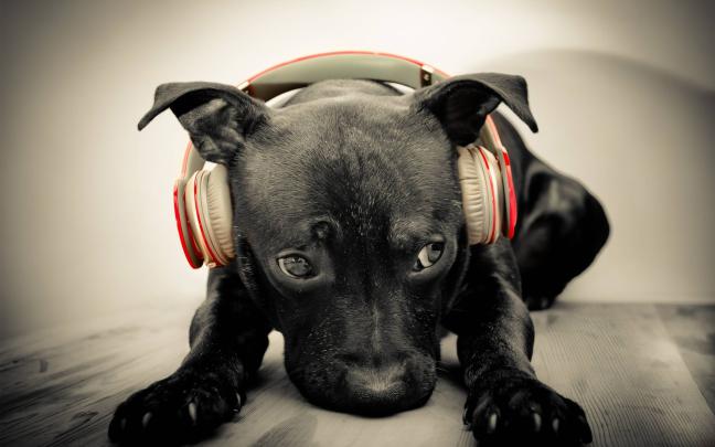 Awesome Dog wallpaper | 2560x1600 | #82377