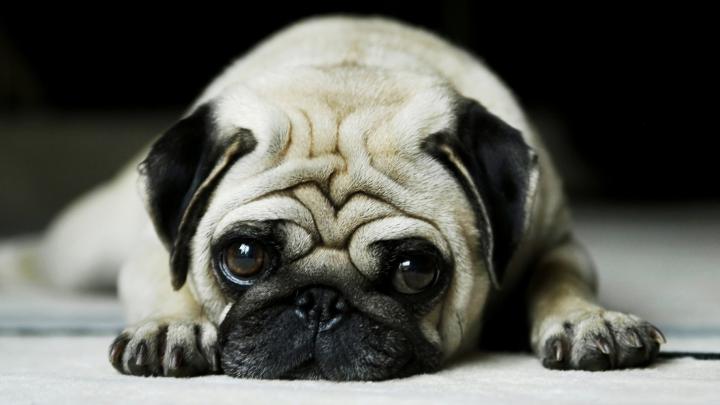 Free download 50 HD Dog Wallpapers [1920x1080] for your Desktop, Mobile 