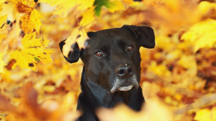 1920x1080 px animal cute dog dogs Friendly puppy \u2013 Anime Hello Kitty HD 