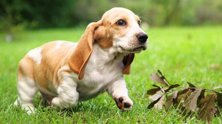 Cute Dog Wallpapers (71+ background pictures)
