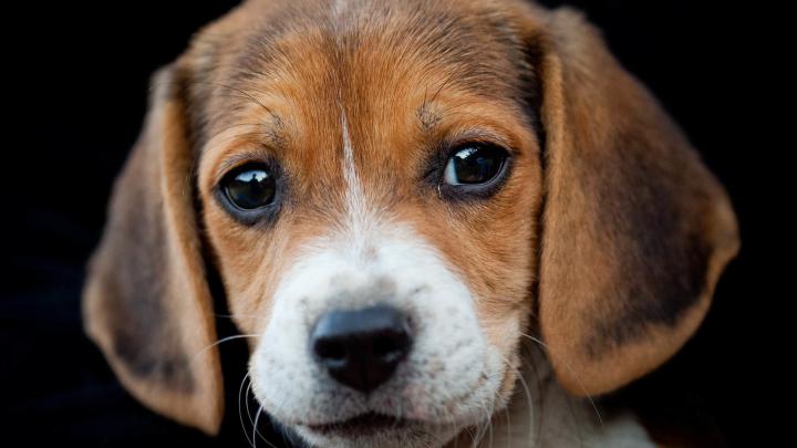 Funny Dog Wallpaper (62+ pictures)