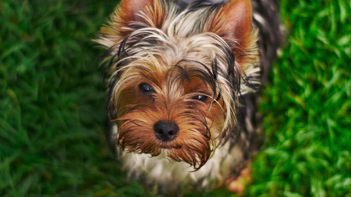 Download 1920x1080 wallpaper cute, fluffy dog, adorable, full hd, hdtv 