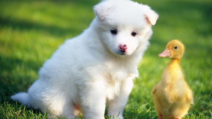 [43+] Dog HD Wallpapers 1920x1080 