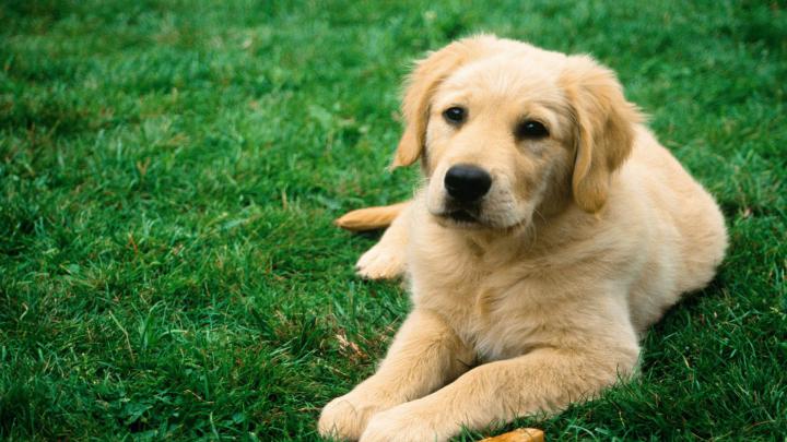 Dog Wallpaper 1920X1080 -