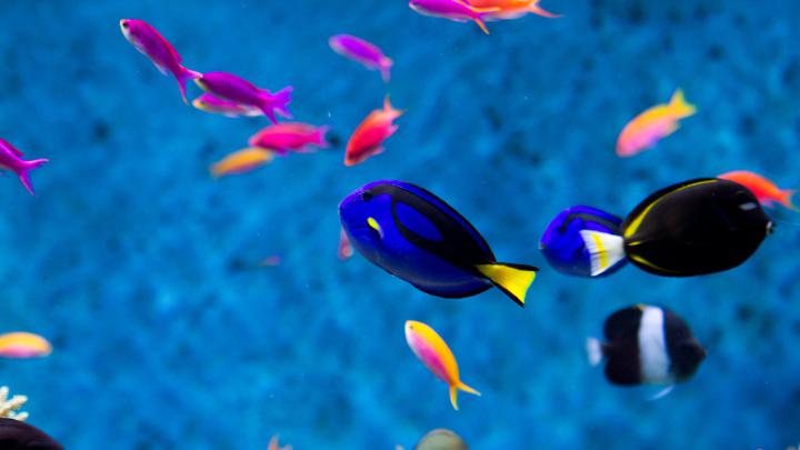 [47+] Aquarium HD 1080p Wallpaper 
