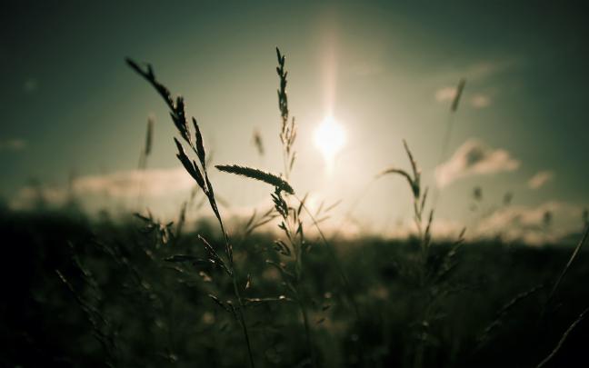 beautiful wallpaper focus - HD Desktop Wallpapers