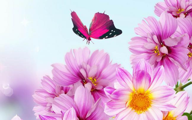 Flower Background Wallpaper | Desktop Wallpapers
