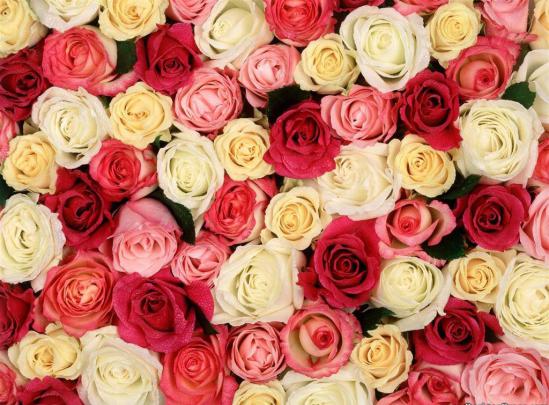 25+ Roses Background, Wallpapers, Images, Pictures | Design Trends 