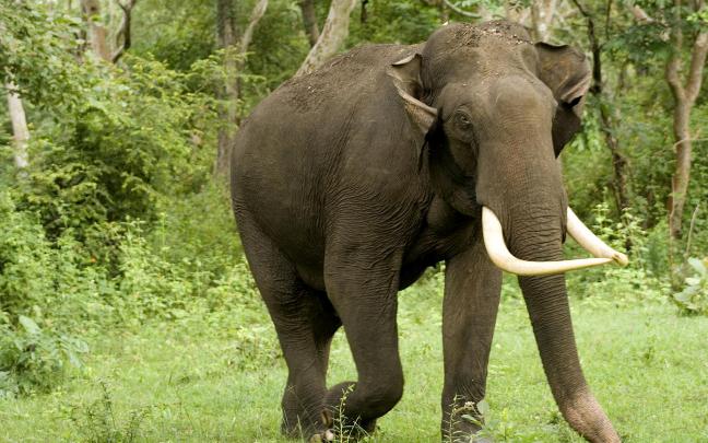 Desktop Elephant HD Wallpapers