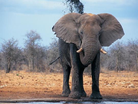4K Elephant Wallpapers High Quality | Download Free