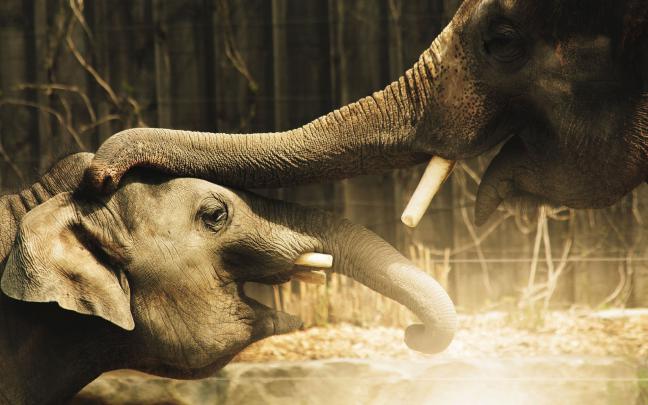 [45+] Elephant Wallpaper for Desktop 