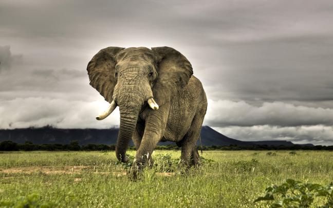 Animals Zoo Park: Elephant Wallpapers For Desktop