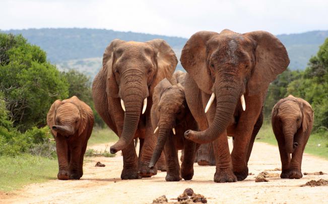 animals, Mammals, Elephant Wallpapers HD \/ Desktop and Mobile Backgrounds