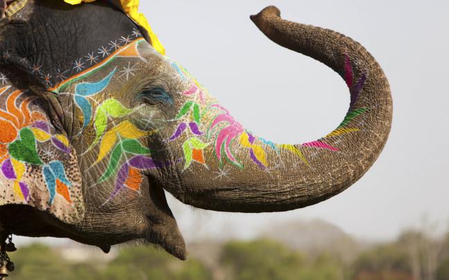 Elephant Desktop Background \u00b7\u2460 