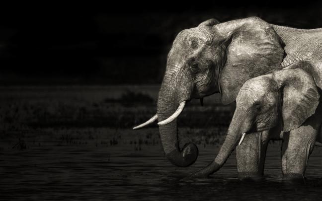 Elephant Desktop Wallpaper (77+ images)