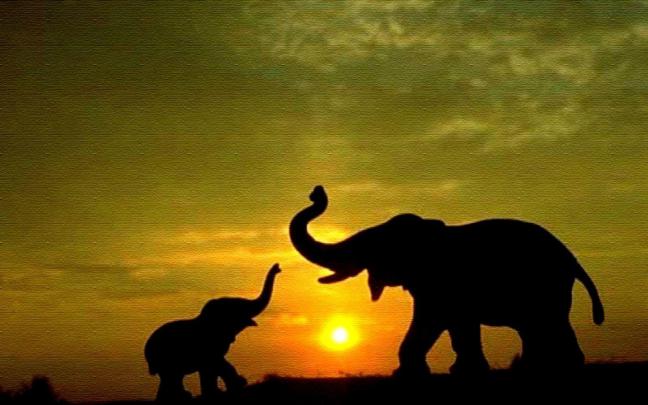Elephant Desktop Backgrounds