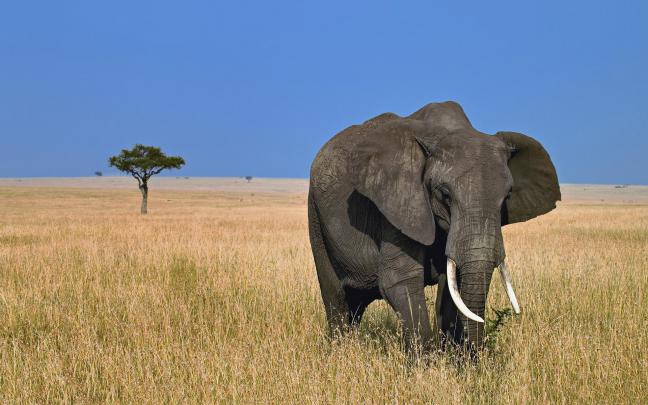desktop wallpaper elephant - HD Desktop Wallpapers
