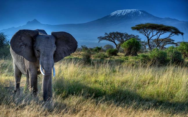 Elephant Screensavers and Wallpaper (69+ images)