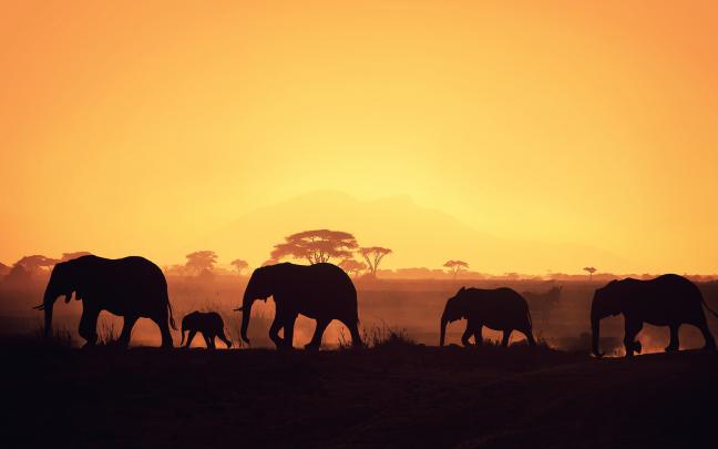 Elephant Desktop Wallpapers