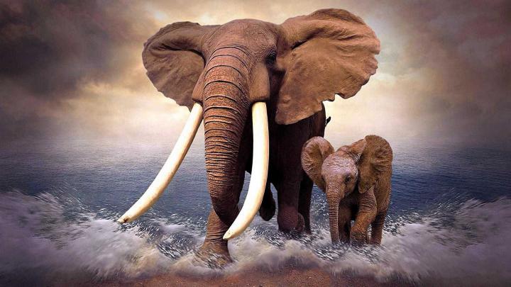 Elephant Wallpaper Desktop - KoLPaPer - Awesome Free HD Wallpapers