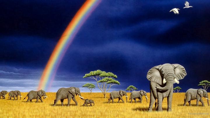 Elephant Screensavers and Wallpaper (69+ images)