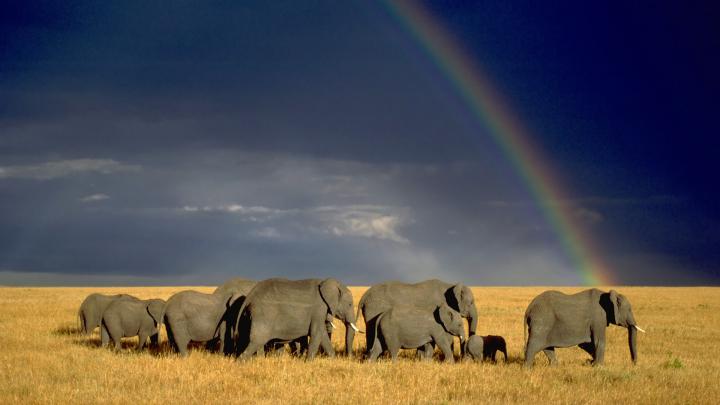 Elephant Desktop Wallpapers