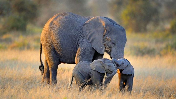 Cute Elephant Desktop Wallpapers - Top Free Cute Elephant Desktop 