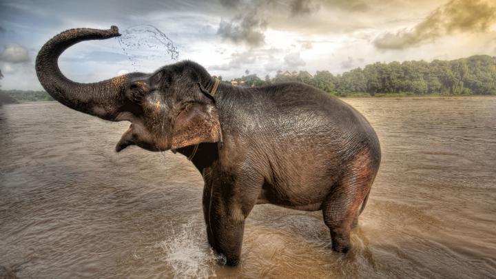 Elephant Desktop Backgrounds (74+ images)
