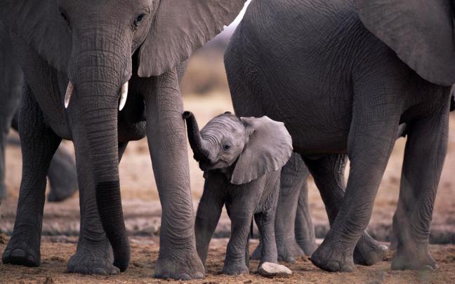 Elephant Desktop Wallpapers