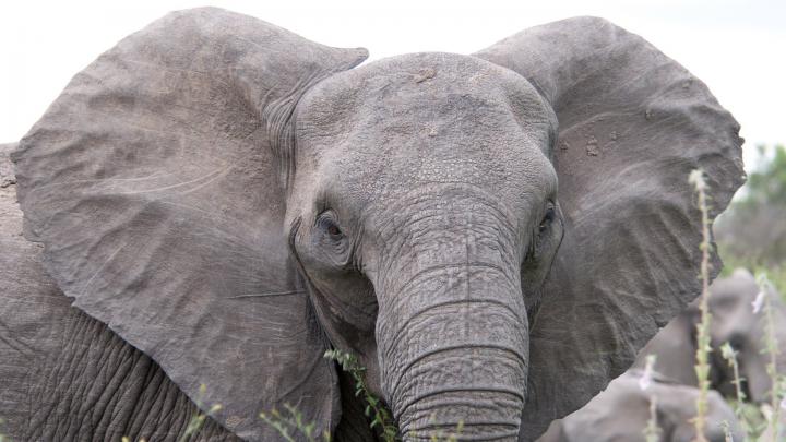 Elephant Desktop Wallpapers | WallPics