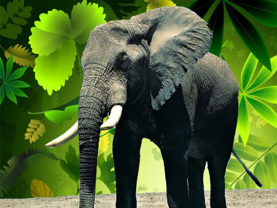 Elephants Best Wallpapers:Computer Wallpaper | Free Wallpaper Downloads