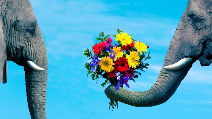 Colorful Elephant Desktop Wallpapers - Top Free Colorful Elephant 