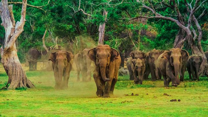 Sri Lanka Elephant Wallpapers - Top Free Sri Lanka Elephant Backgrounds 
