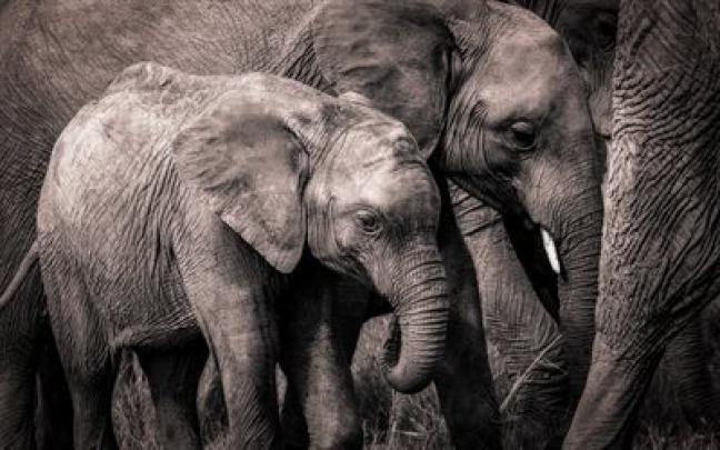 Download wallpapers africa, clone, elephants, elephant family, elephant 